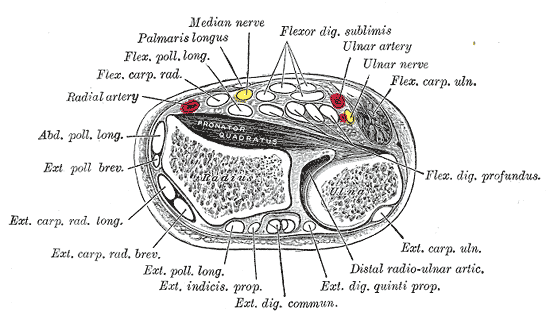 Transverse section of distal forearm1